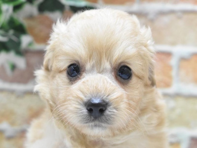 2024年1月9日生まれのハーフ犬の1枚目の写真
